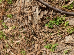 Lytta aenea