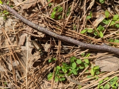 Lytta aenea
