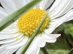 Bellis perennis