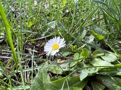 Bellis perennis
