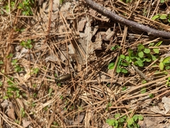 Lytta aenea