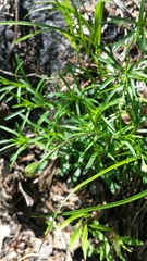 Erigeron hyssopifolius