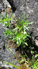 Erigeron hyssopifolius