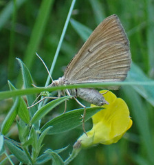 Scotopteryx chenopodiata