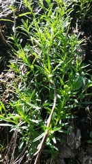 Erigeron hyssopifolius