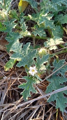 Solanum campechiense