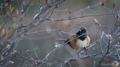 Pipilo maculatus orientalis