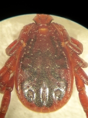 Rhipicephalus turanicus