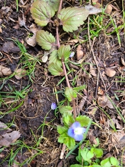 Veronica persica
