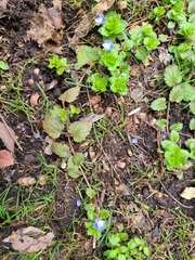 Veronica persica