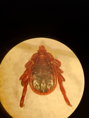 Rhipicephalus turanicus