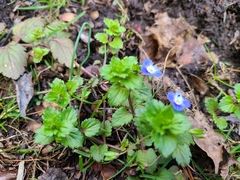Veronica persica