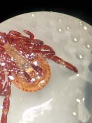 Rhipicephalus turanicus