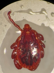 Rhipicephalus turanicus