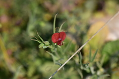 Lathyrus cicera