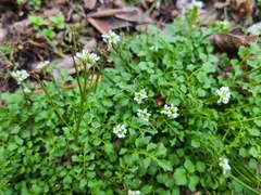 Cardamine hirsuta