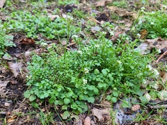 Cardamine hirsuta