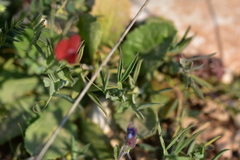 Lathyrus cicera