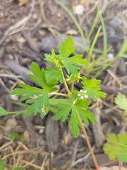 Geranium texanum