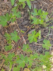 Geranium texanum