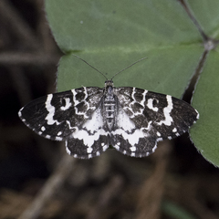 Trichodezia californiata