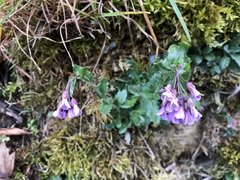 Arabis rosea
