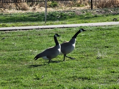 Branta canadensis