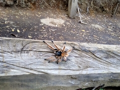 Phrixotrichus vulpinus