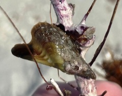Pteria colymbus