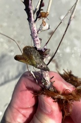 Pteria colymbus