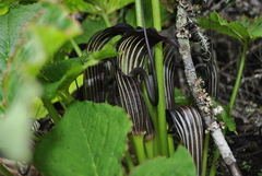 Arisaema elephas