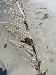 Pteria colymbus