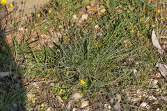 Crepis chondrilloides