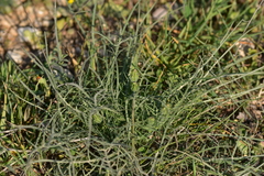 Crepis chondrilloides