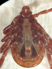 Rhipicephalus turanicus