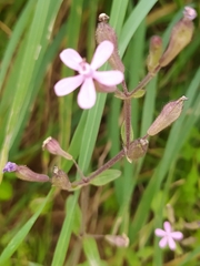 Silene fuscata