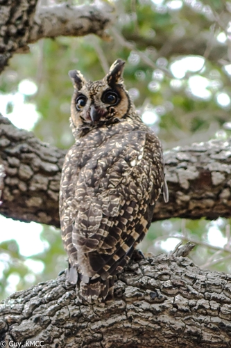 Madagascar Owl