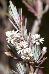 Verticordia plumosa