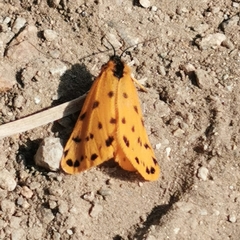Setina aurita