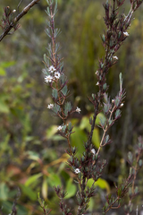 Verticordia plumosa