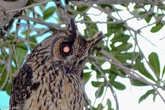 Asio madagascariensis