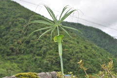 Arisaema erubescens