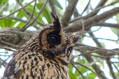 Asio madagascariensis