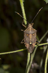 Omyta delineata