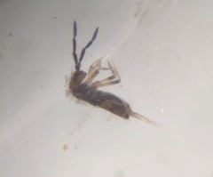 Willowsia nigromaculata