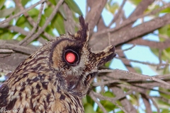 Asio madagascariensis