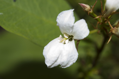 Billardiera floribunda