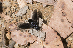 Pseudopenthes hesperis