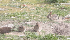 Oryctolagus cuniculus
