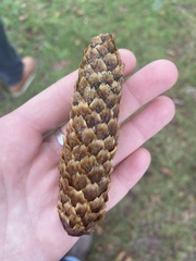 Picea